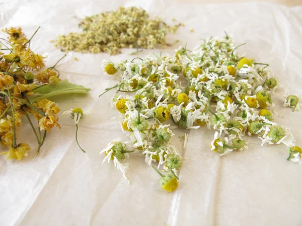 Chamomile flower, elderflower and linden flower drying on white paper — Stock Photo, Image