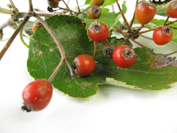 Whitebeam fruits — Stock Photo, Image