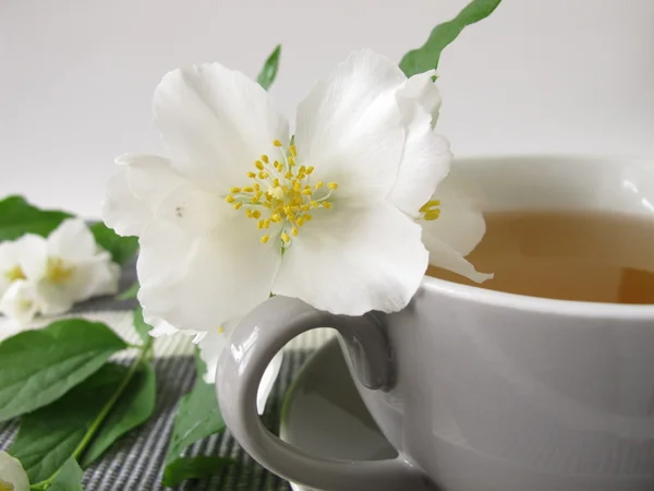 White tea and summer jasmine — Stock Photo, Image
