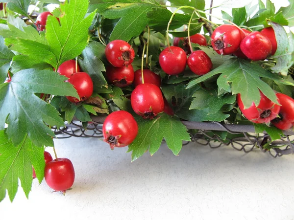 Ramitas de espino con frutas — Foto de Stock
