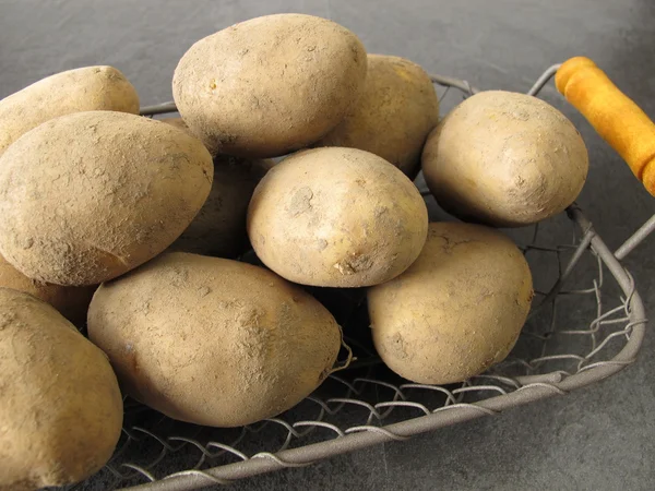 Potatoes from the field in wire basket — Stock Photo, Image