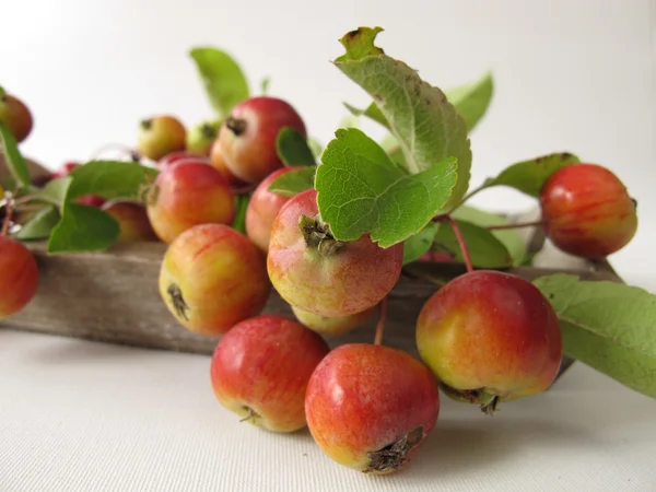 Herfst decoratie met krab appels — Stockfoto