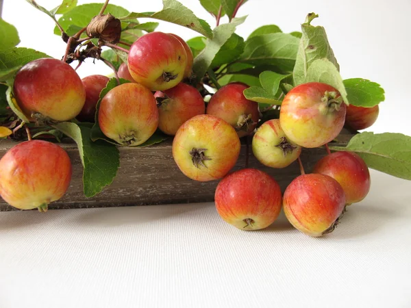 Herfst decoratie met krab appels — Stockfoto