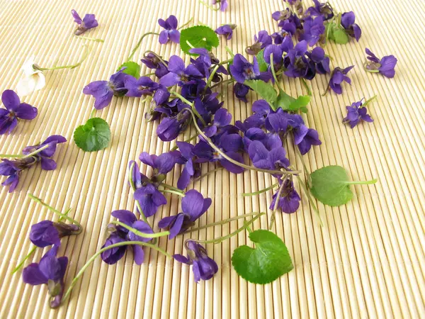 Sweet violets — Stock Photo, Image