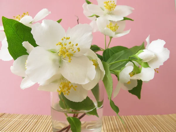 Blooming summer jasmine in the vase — Stock Photo, Image