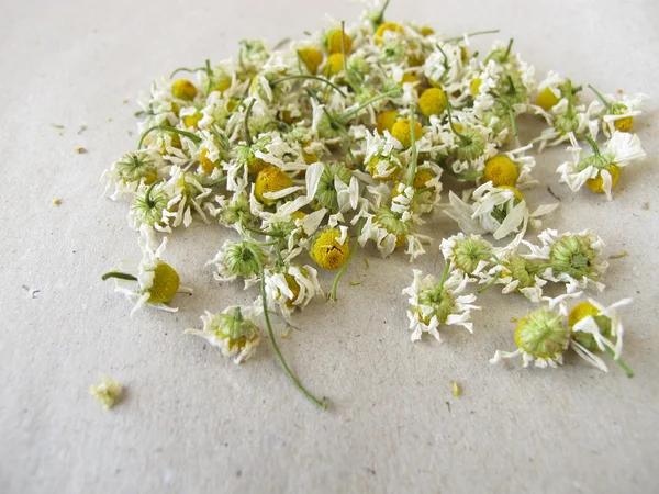 Bunga chamomile kering di atas kertas — Stok Foto