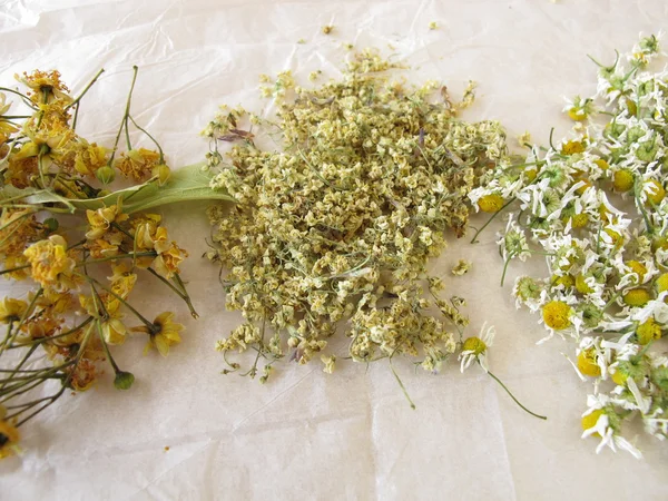 Dried tea herbs — Stock Photo, Image