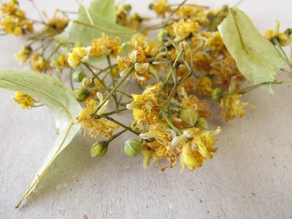 Fiori di tiglio secchi su carta — Foto Stock