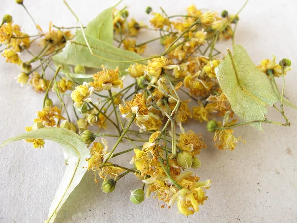 Dried linden flowers on paper — Stock Photo, Image