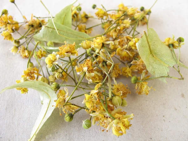 Torkade lind blommor på papper — Stockfoto