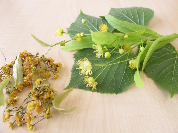 Linden takjes met bloemen en gedroogde linden bloemen — Stockfoto