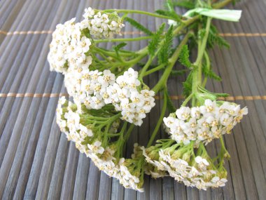 Bouquet of yarrow clipart