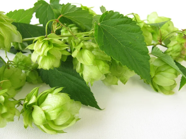 Twigs of hops — Stock Photo, Image