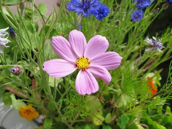 Flores comestíveis em vaso na varanda — Fotografia de Stock