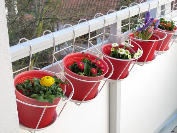 Fleurs printanières sur le balcon — Photo