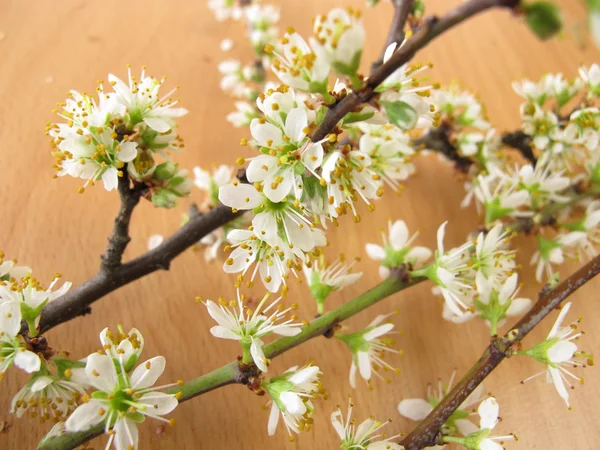 Twigs with blackthorn flowers — Stock Photo, Image