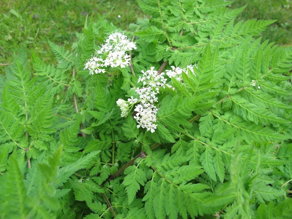 Γλυκό cicely, myrrhis odorata — Φωτογραφία Αρχείου