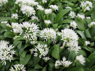Blooming ramsons clipart