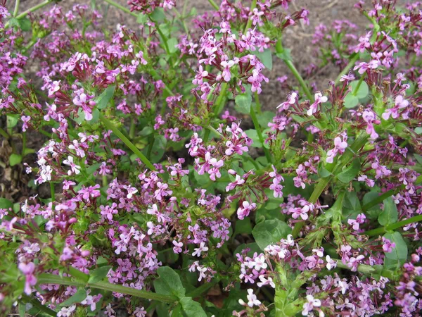 Valeriana americana, Fedia cornucopiae — Foto Stock