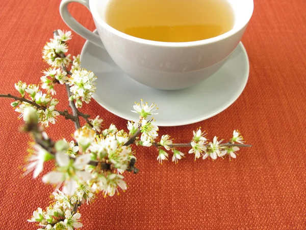 Чай из цветов блекторна — стоковое фото