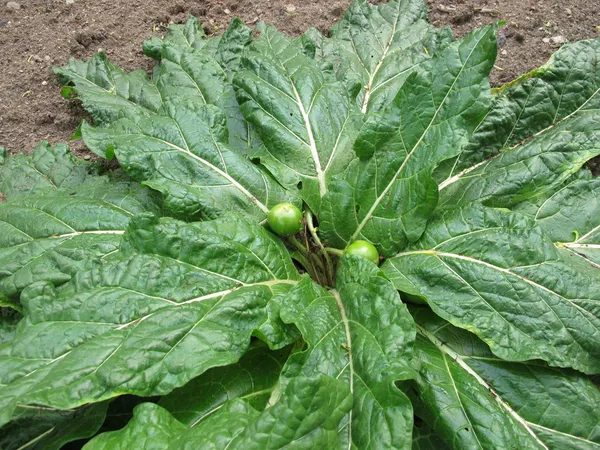 Mandrake, Mandragora officinarum — Stock Photo, Image