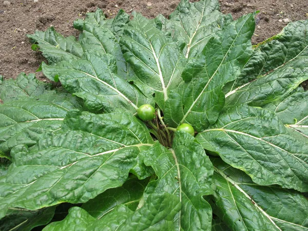 Mandrake, mandragora lékařská — Stock fotografie