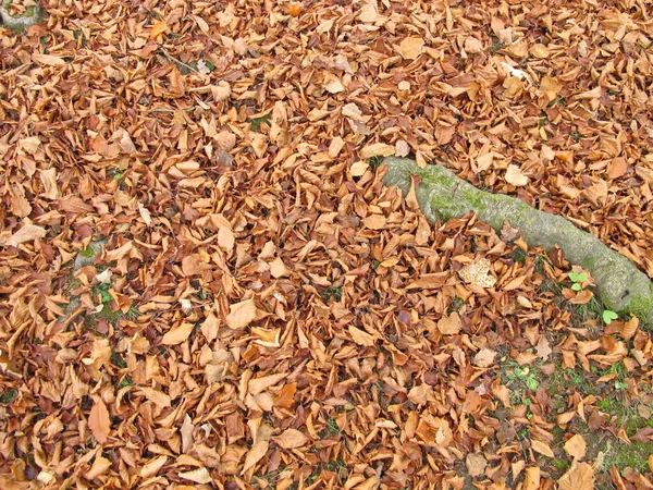 Bodem Bedekt Met Beukenbladeren Late Herfst — Stockfoto