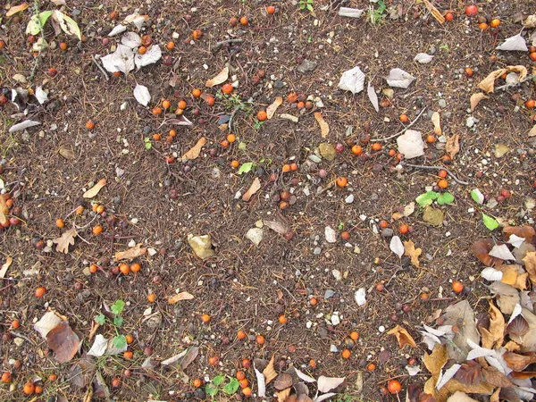 Bodem Gemalen Onder Een Witboomboom Andere Bomen Late Herfst — Stockfoto