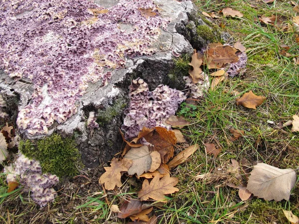 Серебряный Лист Пне Дерева Chondrostereum Purpureum — стоковое фото