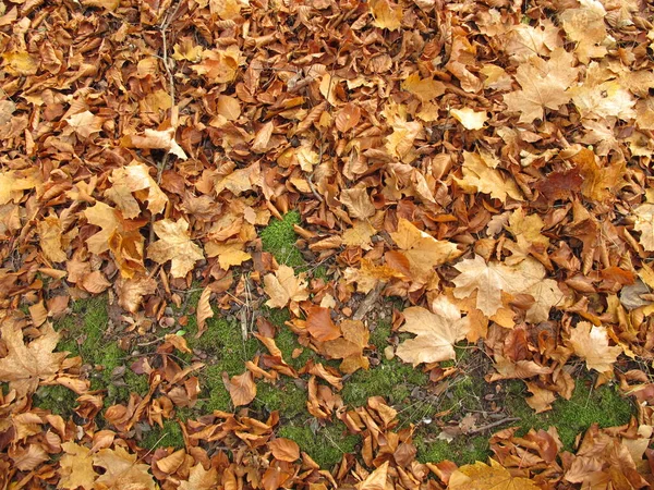 Ziemia Pokryta Liśćmi Lipy Liśćmi Klonu Późną Jesienią — Zdjęcie stockowe