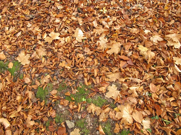 Bodem Bedekt Met Kalkbladeren Esdoornbladeren Late Herfst — Stockfoto
