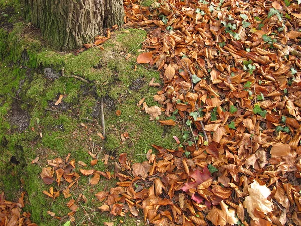 Bodem Bedekt Met Kalkbladeren Esdoornbladeren Late Herfst — Stockfoto
