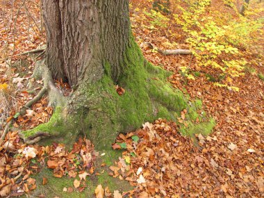 Sonbaharın sonlarında kayın mevsiminde yosun.