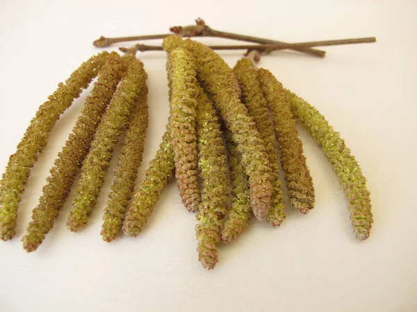 Hazel Catkins Fındık Çiçekleri Bitkisel Çay Hayatta Kalmak Için — Stok fotoğraf