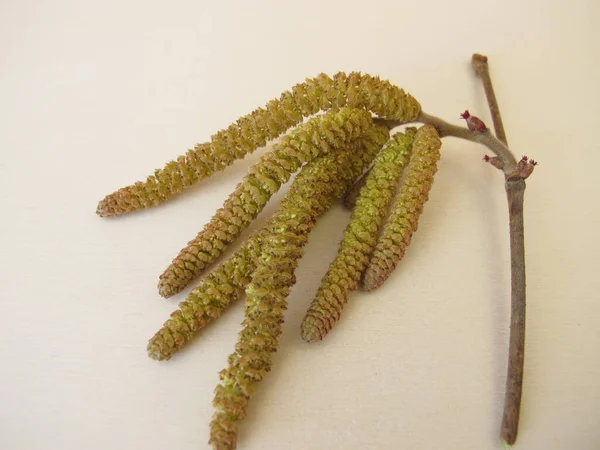 Hazel Catkins Fındık Çiçekleri Bitkisel Çay Hayatta Kalmak Için — Stok fotoğraf