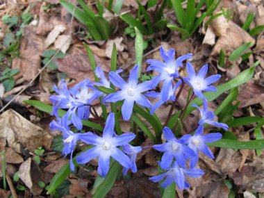 Mavi çiçekli karın ihtişamı, Scilla forbesii.