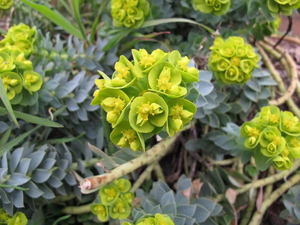 Flowering Myrtle Spurge Euphorbia Myrsinites Spring — Stock Photo, Image