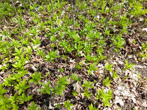 Mercúrio Cão Floresta Primavera Mercurialis Perennis — Fotografia de Stock