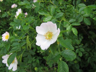 Parlak pembe çiçekli köpek gülü, Rosa kanina