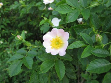 Parlak pembe çiçekli köpek gülü, Rosa kanina