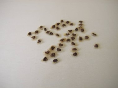 Tahta bir tahtanın üzerinde kendi kendine toplanan amber tohumları.