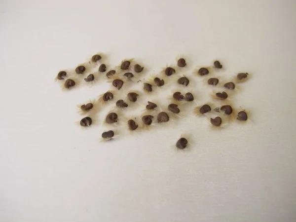 Self Harvested Hibiscus Seeds Wooden Board — Stock Photo, Image