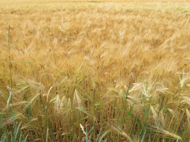 Yazın olgun arpalarla dolu tarla