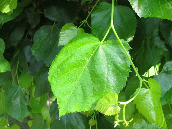 Πράσινα Φύλλα Ασβέστη Της Κριμαίας Tilia Uchlora — Φωτογραφία Αρχείου