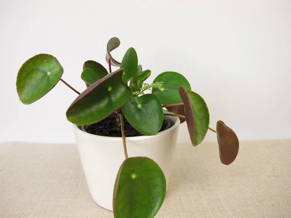 Bloeiende Pannenkoek Plant Met Bloem Pilea Peperomioides — Stockfoto