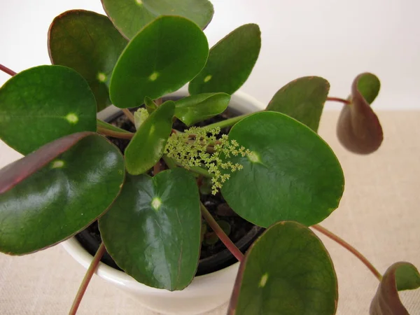 Çiçekli pankek bitkisi, Pilea peperomioides