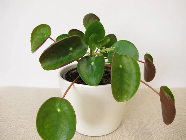 Blommande Pannkaka Växt Med Blomma Pilea Peperomioides — Stockfoto