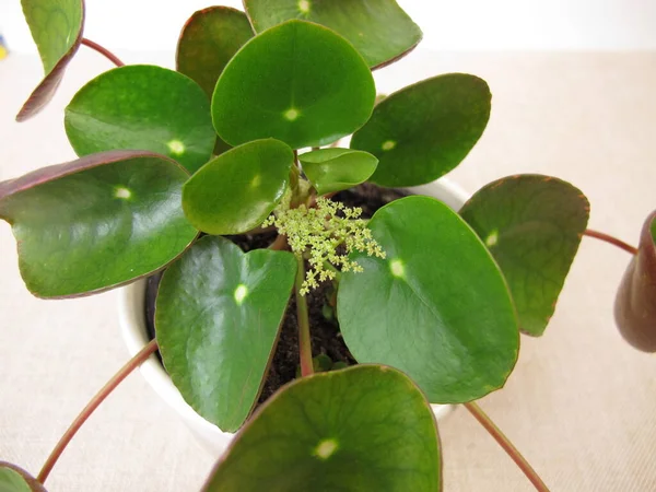 Çiçekli pankek bitkisi, Pilea peperomioides