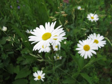Oxeye papatya, Marguerite yaz başında bir çayırda 