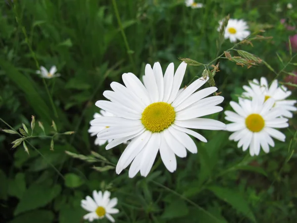 Oxeye Daisy Marguerite Meadow Early Summer — Stock Photo, Image